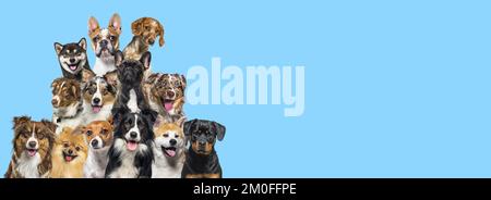 Un mazzo di cani che guardano in tutte le direzioni su sfondo blu Foto Stock