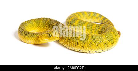 Vipera a foglia, Atheris squamigera, isolata su bianco Foto Stock