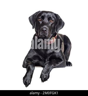 Nero Labrador Retriever isolato su bianco Foto Stock