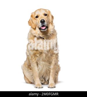 Old Golden Retriever isolato su bianco Foto Stock