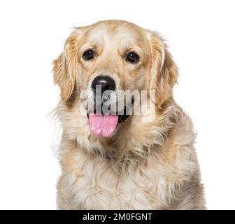 Old Golden Retriever isolato su bianco Foto Stock