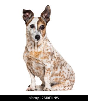 Vecchio jack russell terrier sedersi, isolato su bianco Foto Stock