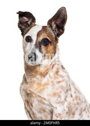 Vecchio jack russell, isolato su bianco Foto Stock