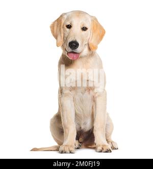 Cucciolo, di quattro mesi, Golden Retriever seduto e ansante, isolato su bianco Foto Stock