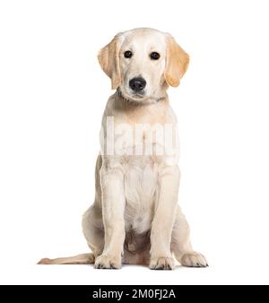 Cucciolo, di quattro mesi, Golden Retriever, isolato su bianco Foto Stock
