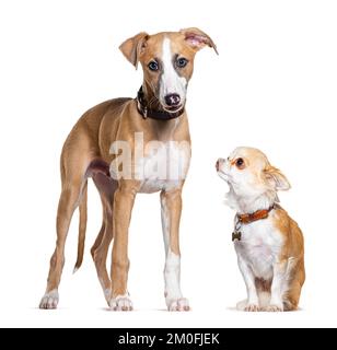 Giovane cane Whippet e un chihuahua che guardano in su, insieme, isolato su bianco Foto Stock