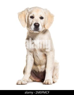 Cucciolo, di quattro mesi, Golden Retriever, isolato su bianco Foto Stock