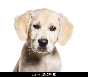 Cucciolo, di quattro mesi, Golden Retriever, isolato su bianco Foto Stock