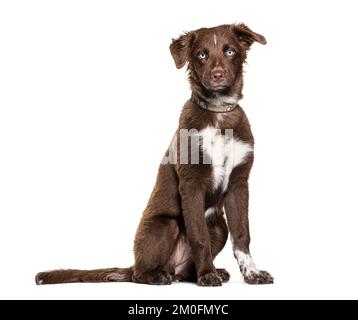 Cucciolo marrone pastore australiano occhio blu con colletto, isolato su bianco Foto Stock