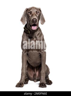 Weimaraner cane con colletto, isolato su bianco Foto Stock