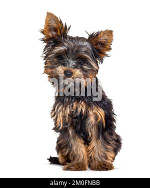 Cucciolo di tre anni, yorkshire terrier cane, isolato su bianco Foto Stock