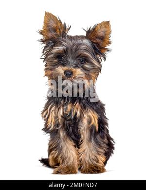 Cucciolo di tre anni, yorkshire terrier cane, isolato su bianco Foto Stock