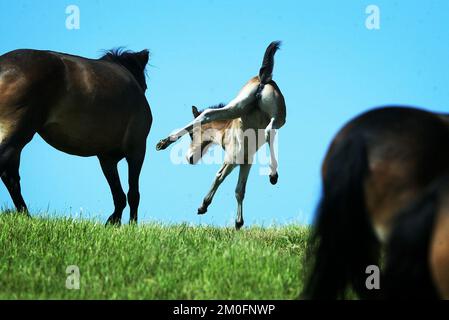 Dieci pony Exmoor sono stati liberati dall'agenzia danese per la natura e la foresta. Trascorreranno l'estate all'aperto per diventare cavalli selvaggi. Ci sono due motivi per questo progetto: Renderlo un'attrazione turistica e, in secondo luogo, rendere la natura e la splendida zona più dinamica. Foto Stock