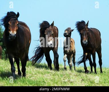 Dieci pony Exmoor sono stati liberati dall'agenzia danese per la natura e la foresta. Trascorreranno l'estate all'aperto per diventare cavalli selvaggi. Ci sono due motivi per questo progetto: Renderlo un'attrazione turistica e, in secondo luogo, rendere la natura e la splendida zona più dinamica. Foto Stock