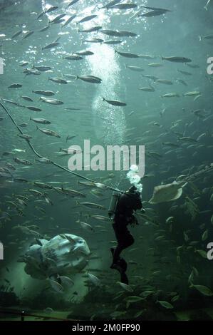 Hirtshals North Sea Oceanarium, il più grande acquario d'Europa, è stato distrutto da un incendio. Le spese sono enormi: 4000 pesci, 4,5 milioni di litri d'acqua, 300 000 visitatori all'anno, e un prezzo di 95 milioni di DKK. 12 camion dei pompieri e 30 vigili del fuoco hanno cercato di salvare l'acquario dalle fiamme, ma l'edificio è completamente eviscerato. L'immagine mostra l'Oceanarium di ottobre, un pesce sole. Foto Stock