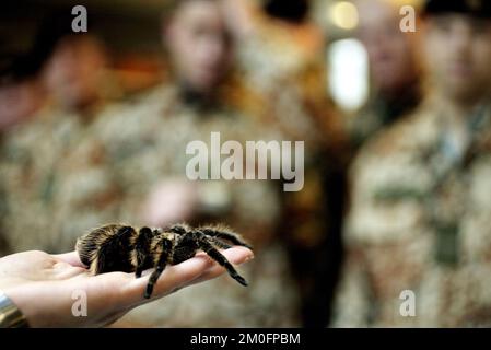 Oltre alle mine terrestri, alle folle furiose, ai terroristi suicidi e agli attacchi militari, i soldati danesi che si recheranno in Iraq devono imparare a gestire altre minacce, più in particolare la fauna irachena. Una bella selezione di serpenti, scorpioni, insetti e ragni. I soldati vengono addestrati allo Zoo di Copenaghen. Foto Stock