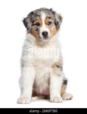 Red Merle Puppy Pastore Australiano, due mesi, isolato su bianco Foto Stock
