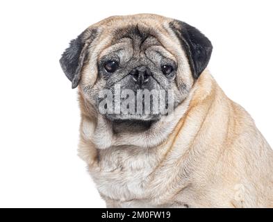 Colpo di testa di un cane Pug di sette anni, isolato su bianco Foto Stock