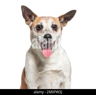 Colpo di testa di un vecchio Jack Russell Terrier ansimando, isolato su bianco Foto Stock