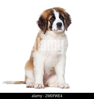 Seduto tre mesi Puppy Saint Bernard cane guardando lontano, isolato su bianco Foto Stock