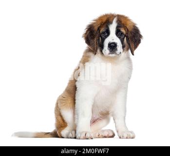 Seduto Puppy Saint Bernard di tre mesi guardando la macchina fotografica, isolato su bianco Foto Stock