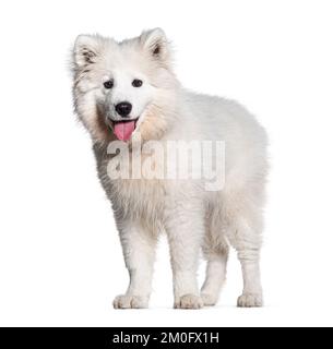 Cucciolo Samoyed di quattro mesi seduto e ansante, isolato su bianco Foto Stock