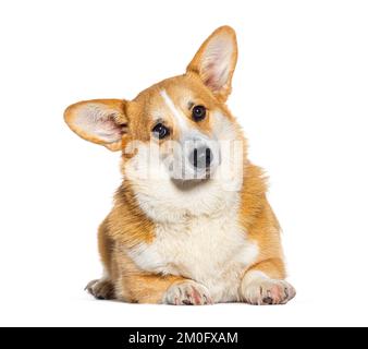 Sdraiato lungo Corgi Pembroke gallese, isolato su bianco Foto Stock