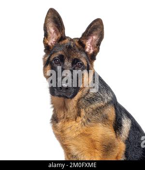 Colpo di testa di un pastore tedesco cucciolo di quattro mesi, isolato su bianco Foto Stock