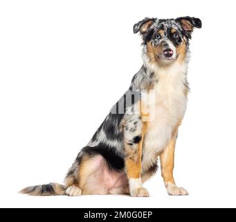 Pastore australiano blue merle, isolato su bianco Foto Stock