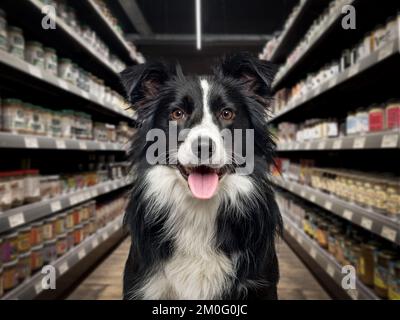 Border collie cane ansimando, guardando la macchina fotografica, di fronte agli scaffali degli alimenti in un negozio di animali domestici. Lo sfondo è sfocato e scuro. Foto Stock