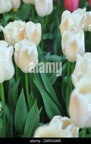 Bianco e rosa Darwin tulipani ibridi (Tulipa) Apricot orgoglio fiorire in un giardino nel mese di aprile Foto Stock