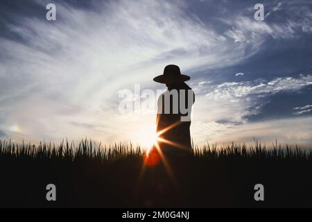 Grani di riso, grano e orzo maturano in autunno campo di riso e paesaggio campo e contadino e tramonto campo sfondo Foto Stock