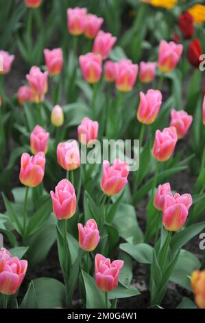 Tulipani Triumph rosa e giallo (Tulipa) Tom Pouce fiorisce in un giardino nel mese di aprile Foto Stock