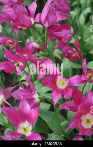 Tulipani a fiori di giglio rosa e bianco (Tulipa) Yume No Murasaki fiorisce in un giardino nel mese di aprile Foto Stock