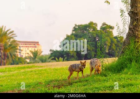 Vista all'alba degli sciacalli dorati (Canis aureus) sui prati del parco di Yarkon, Tel-Aviv, Israele Foto Stock