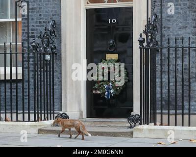 Downing Street, Londra, Regno Unito. 6th Dec, 2022. Una volpe urbana girava su Downing Street. Credit: Uwe Deffner/Alamy Live News Foto Stock