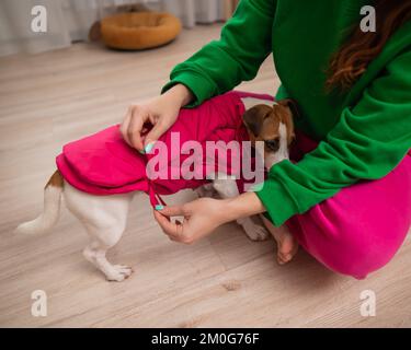 Donna caucasica vestire jack russell terrier cane in giubbotto rosa. Foto Stock