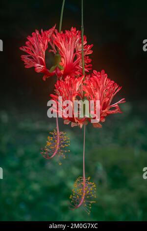 Vista in primo piano di un luminoso hibiscus schizopetalus rosso arancio, noto anche come lanterna giapponese, ibisco corallo o fiori di hibiscus ragno su sfondo naturale Foto Stock