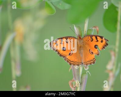 Junonia almana, il pavone pansy, è una specie di farfalla nymphalid trovati in Cambogia e Asia del Sud. Foto Stock