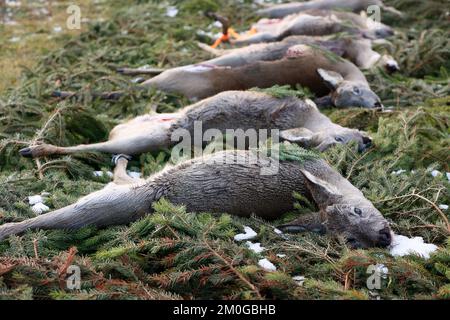 Elend, Germania. 23rd Nov 2022. Dopo una caccia al rombo nell'alta Harz, caprioli sparati, cinghiali e daini si trovano sul sentiero in un prato a Elend. Gli animali sparati vengono messi a distanza secondo la vecchia usanza. I mesi di caccia di novembre e dicembre sono i mesi di raccolta principali del cacciatore. La cacciata di drift e bulloni si svolge ora in molti luoghi. Nell'alta Harz, principalmente cervi rossi sono cacciati, ma anche cinghiali sono sempre più cacciati. Con la Stöberjagd vengono utilizzati principalmente Stöberhunde addestrati e anche i conducenti. Ulteriori cacciazioni sono previste nella parte alta di Harz. Credit: Matthias Bein/dpa/Alamy Live News Foto Stock