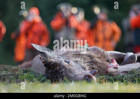 Elend, Germania. 23rd Nov 2022. Dopo una caccia al rombo nell'alta Harz, caprioli sparati, cinghiali e daini si trovano sul sentiero in un prato a Elend. Gli animali sparati vengono messi a distanza secondo la vecchia usanza. I mesi di caccia di novembre e dicembre sono i mesi di raccolta principali del cacciatore. La cacciata di drift e bulloni si svolge ora in molti luoghi. Nell'alta Harz, principalmente cervi rossi sono cacciati, ma anche cinghiali sono sempre più cacciati. Con la Stöberjagd vengono utilizzati principalmente Stöberhunde addestrati e anche i conducenti. Ulteriori cacciazioni sono previste nella parte alta di Harz. Credit: Matthias Bein/dpa/Alamy Live News Foto Stock