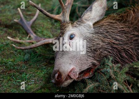 Elend, Germania. 23rd Nov 2022. Dopo una caccia al rombo nell'alta Harz, caprioli sparati, cinghiali e daini si trovano sul sentiero in un prato a Elend. Gli animali sparati vengono messi a distanza secondo la vecchia usanza. I mesi di caccia di novembre e dicembre sono i mesi di raccolta principali del cacciatore. La cacciata di drift e bulloni si svolge ora in molti luoghi. Nell'alta Harz, principalmente cervi rossi sono cacciati, ma anche cinghiali sono sempre più cacciati. Con la Stöberjagd vengono utilizzati principalmente Stöberhunde addestrati e anche i conducenti. Ulteriori cacciazioni sono previste nella parte alta di Harz. Credit: Matthias Bein/dpa/Alamy Live News Foto Stock