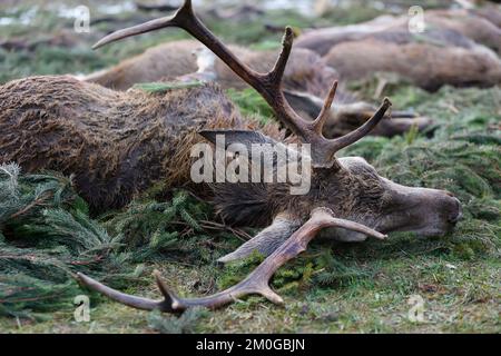 Elend, Germania. 23rd Nov 2022. Dopo una caccia al rombo nell'alta Harz, caprioli sparati, cinghiali e daini si trovano sul sentiero in un prato a Elend. Gli animali sparati vengono messi a distanza secondo la vecchia usanza. I mesi di caccia di novembre e dicembre sono i mesi di raccolta principali del cacciatore. La cacciata di drift e bulloni si svolge ora in molti luoghi. Nell'alta Harz, principalmente cervi rossi sono cacciati, ma anche cinghiali sono sempre più cacciati. Con la Stöberjagd vengono utilizzati principalmente Stöberhunde addestrati e anche i conducenti. Ulteriori cacciazioni sono previste nella parte alta di Harz. Credit: Matthias Bein/dpa/Alamy Live News Foto Stock