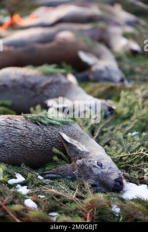 Elend, Germania. 23rd Nov 2022. Dopo una caccia al rombo nell'alta Harz, caprioli sparati, cinghiali e daini si trovano sul sentiero in un prato a Elend. Gli animali sparati vengono messi a distanza secondo la vecchia usanza. I mesi di caccia di novembre e dicembre sono i mesi di raccolta principali del cacciatore. La cacciata di drift e bulloni ora si svolge in molti luoghi. Nell'alta Harz, principalmente cervi rossi sono cacciati, ma anche cinghiali sono sempre più cacciati. Con la Stöberjagd vengono utilizzati principalmente Stöberhunde addestrati e anche i conducenti. Ulteriori cacciazioni sono previste nella parte alta di Harz. Credit: Matthias Bein/dpa/Alamy Live News Foto Stock