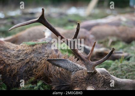 Elend, Germania. 23rd Nov 2022. Dopo una caccia al rombo nell'alta Harz, caprioli sparati, cinghiali e daini si trovano sul sentiero in un prato a Elend. Gli animali sparati vengono messi a distanza secondo la vecchia usanza. I mesi di caccia di novembre e dicembre sono i mesi di raccolta principali del cacciatore. La cacciata di drift e bulloni si svolge ora in molti luoghi. Nell'alta Harz, principalmente cervi rossi sono cacciati, ma anche cinghiali sono sempre più cacciati. Con la Stöberjagd vengono utilizzati principalmente Stöberhunde addestrati e anche i conducenti. Ulteriori cacciazioni sono previste nella parte alta di Harz. Credit: Matthias Bein/dpa/Alamy Live News Foto Stock