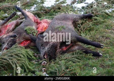 Elend, Germania. 23rd Nov 2022. Dopo una caccia al rombo nell'alta Harz, caprioli sparati, cinghiali e daini si trovano sul sentiero in un prato a Elend. Gli animali sparati vengono messi a distanza secondo la vecchia usanza. I mesi di caccia di novembre e dicembre sono i mesi di raccolta principali del cacciatore. La cacciata di drift e bulloni si svolge ora in molti luoghi. Nell'alta Harz, principalmente cervi rossi sono cacciati, ma anche cinghiali sono sempre più cacciati. Con la Stöberjagd vengono utilizzati principalmente Stöberhunde addestrati e anche i conducenti. Ulteriori cacciazioni sono previste nella parte alta di Harz. Credit: Matthias Bein/dpa/Alamy Live News Foto Stock