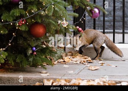 Downing Street, Londra, Regno Unito. 6th dicembre 2022. Urban Fox alla ricerca di regali sotto il Downing Street Christmas Tree, Londra, Regno Unito. Foto di Amanda Rose/Alamy Live News Foto Stock