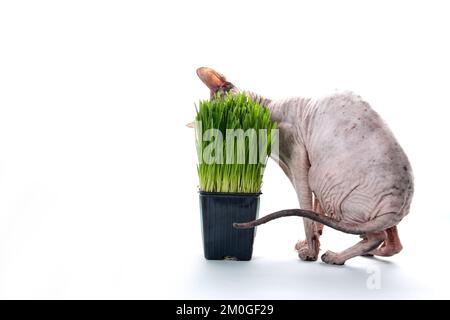 Il gatto della sfinge mangia avena verde brillante germogliata su uno sfondo isolato bianco. Il concetto di nutrizione sana a casa per animali domestici, mangimi animali, cliniche veterinarie. Vista frontale. Foto Stock
