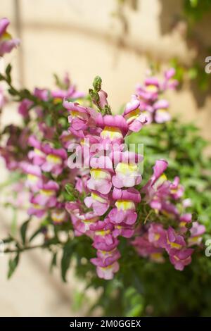 Rosa, fiore viola di Snapdragon, Antirhinum majus nel giardino. Estate e primavera. Foto Stock