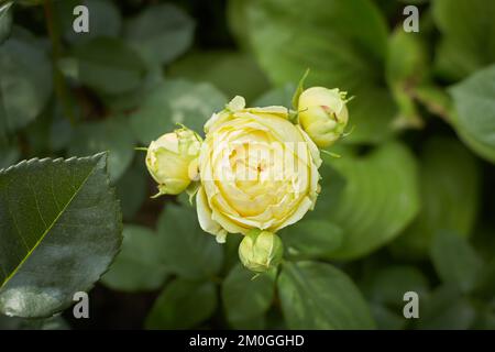 Giallo di rosa linea Renaud, Mary Rose, Charles Rennie Mackintosh nel giardino. Estate e primavera. Foto Stock